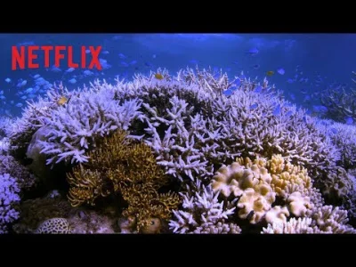 upflixpl - Ścigając koralowce | Oficjalny zwiastun od Netflix Polska. Premiera filmu ...