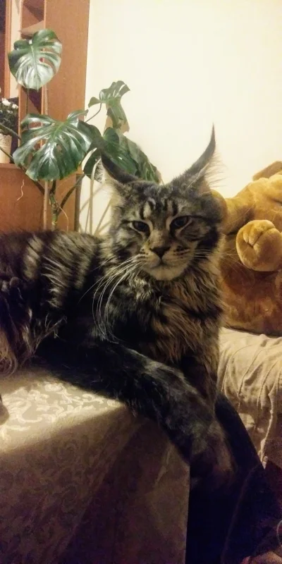 Mesosfet - Rysiek (｡◕‿‿◕｡)


#kot #mainecoon #kotRyszard #pokazkota