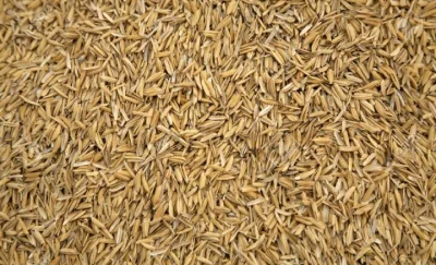 L.....w - Wczoraj pierwszy raz używałem łuski ryżowej, zasyp 
60% pszeniczny i płatki...