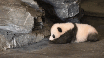 likk - małe pandzię i jego "pierwsze kroki"

#pandysazajebiste #gif #zwierzaczki 
...