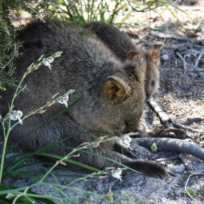 mfek00 - Piątek, piąteczek, drzemunia
#quokka #quokkanadzis #zwierzaczki