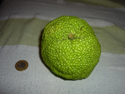 musli_ - Mirki mam zagadke na dziś.Mam mojej dziewczyny znalazła taki oto owoc. Lekko...