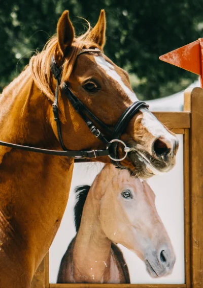 sisisa - Dlaczego mój koń jest tak niefotogeniczny? (╥﹏╥)
#konie #pokazkonia