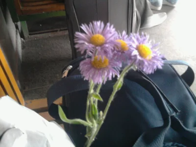 paripl - Wlasnie dostalam od nieznajomego menelka #kwiat.ka. Jakie to mile :) #mms