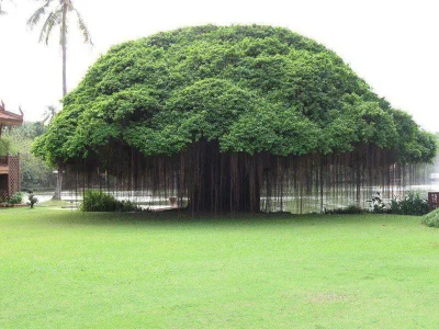 ColdMary6100 - Figowiec bengalski (banian) to drzewo osiągające ogromne rozmiary. Jeg...