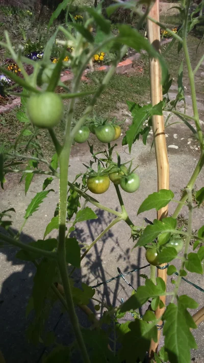 powsinogaszszlaja - Zaczynają się wybarwiać.


#pomidory #rosliny #ogrodnictwo