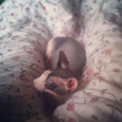 SScherzo - nie mogę, kot na mnie leży.



#pokazkota #koty #kotsscherzo #sphynx #sfin...