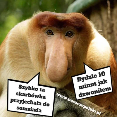 nosaczepolaki - #polak #nosaczsundajski #nosacz #heheszki #humorobrazkowy #bekazpodlu...