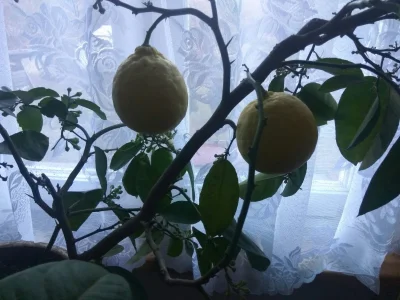 tomahawkk - Takie cytryny-giganty urosły u moich rodziców w domu :o