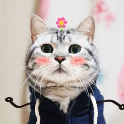 bakayarou - Sezon bluzowy uważam za otwarty ❀.
#koty #kawaiikitten # pokazmorde