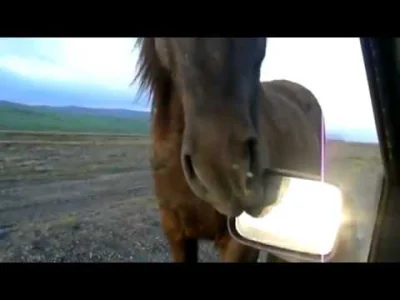 DrHeinzDundersztyc - @Karaolina: uważaj bo te konie jedzą nawet plastik