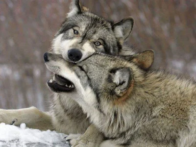 Warwick - Dlaczego wilki wyją? Miłość - mówią naukowcy.



W ostatnich latach najróżn...