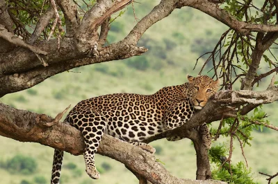 zdjeciezwenszem - Gurwa Mirko, ale śniadanie srogie zjadłem.
#zwierzaczki #kotnadzis...