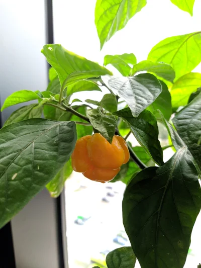 Brydzo - Trinidad Scorpion Butch wyhodowana w #korpo 
#chili #chilihead