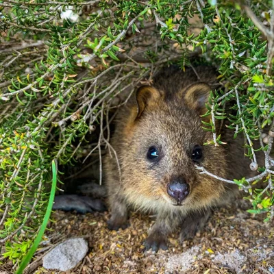 mfek00 - A u kuoczek spokojnie ʕ•ᴥ•ʔ
#quokka #quokkanadzis #zwierzaczki