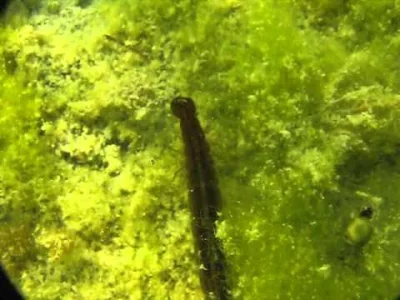 CwanyWacek - pływak żółtobrzeżek, larwa.