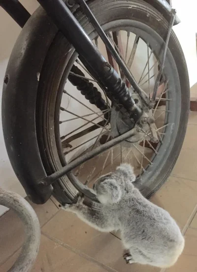 spokoczajnik - Daj człowiek, koala naprawi! ᶘᵒᴥᵒᶅ
#koala #koalowabojowka #zwierzaczk...
