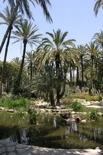 praktycznyprzewodnik - #gaj palmowy w #elche - #hiszpania -> #foto -> http://praktycz...