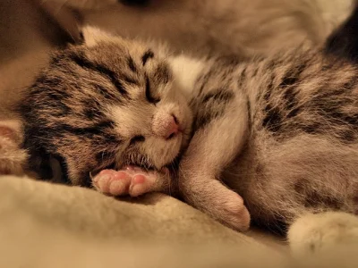 Altru - #koty #kotnadobranoc
Mireczki kto z was śpi z ręką pod głową?
