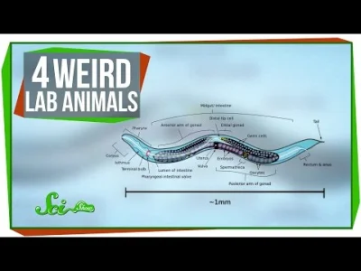 P.....f - 4 dziwne organizmy laboratoryjne - nie wrzucam na Wykopalisko, bo leniwe wy...