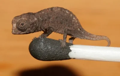 Mark13 - Miniaturowy kameleon. Gatunek odkryty własnie na Madagaskarze. 
#smiesznypi...