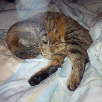 artax - kot to ma takie ciężkie życie, że aż tylko zostaje łapy załamać.

#pokazkot...