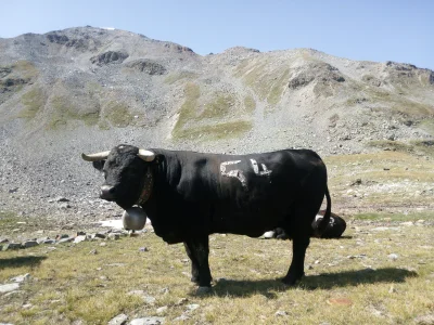 manedhel - Górskie krowy z Hérens