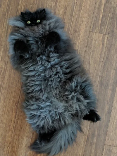 s.....1 - #kot #koty 
Ale bym się do takiego wtuliła.