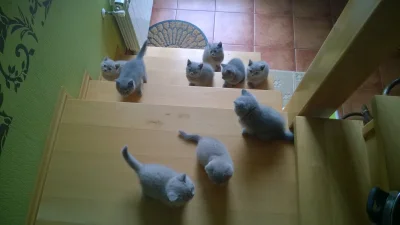 S.....n - ! #pokazkota #koty #heheszki 
SPOILER


Zagęszczenie kotów w moim domu powo...