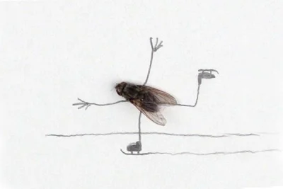 pink_avenger - Dead fly art