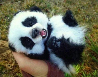 kamisan - Malutka panda (｡◕‿‿◕｡)
#zwierzaczki #panda #smiesznypiesek