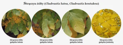 p.....2 - #polskiedrzewa

Strączyn żółty (Cladrastis lutea, Cladrastis kentukea)

...
