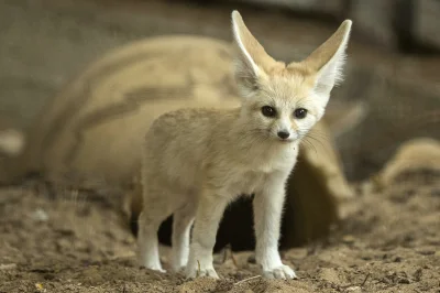 angelosodano - Fenek pustynny (Vulpes zerda)_, który przyszedł na świat siedem tygodn...