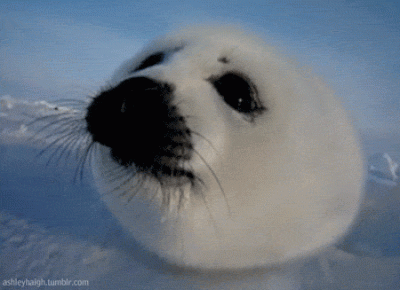 Siedzi - Hejkooo :3

#fokarium #gif #hejkooo