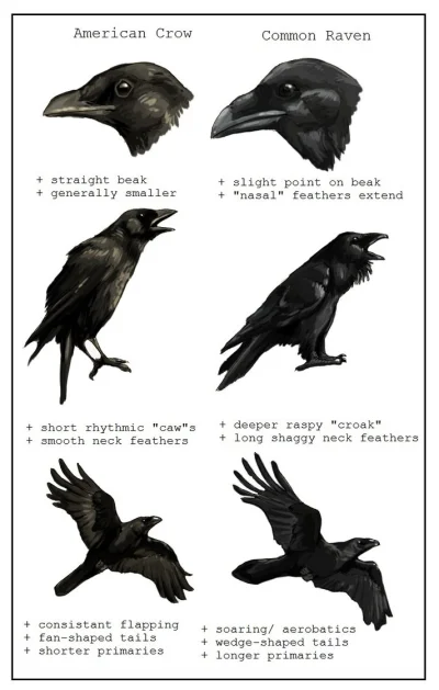 dybligliniaczek - @etui64: Koleś mówi "crow" co by znaczyło "wrona" ale wygląda na kr...