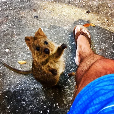 mfek00 - Piąteczka człowiek

#quokka #quokkanadzis #zwierzaczki