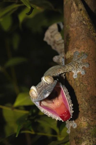 DuchBieluch - Płaskogon wielki (Uroplatus fimbriatus) – gatunek gekona występujący w ...