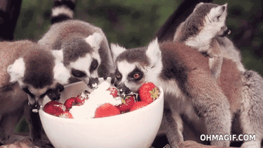 b.....r - #smiesznypiesek #gif #lemur