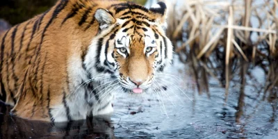 4gN4x - zakładam tag #contentwpaski gdzie będę wrzucał co jakiś czas zdjęcia tygrysów...