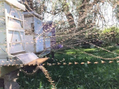 WuDwaKa - Długa ekspozycja na ule, ukazująca wylatujące pszczoły.
#fotografia #pszcz...