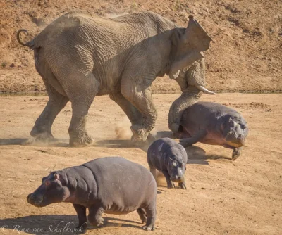 likk - słoń atakuje hipopotamy 



#zwierzeta #slonie #hipopotamy 



klik 2



klik ...