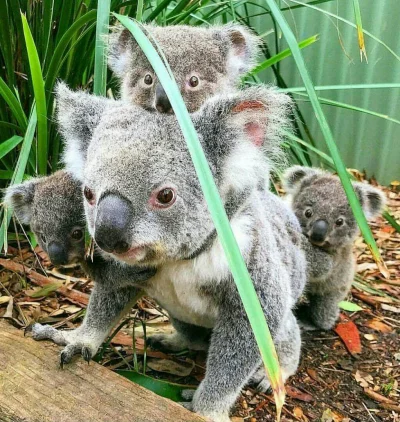 Najzajebistszy - Koala 500+ ʕ•ᴥ•ʔ

#koalowabojowka #koala #zwierzaczki