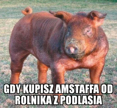 sargento - #heheszki #smiesznypiesek
Tymczasem w Białymstoku