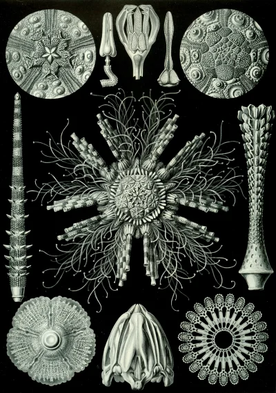 myrmekochoria