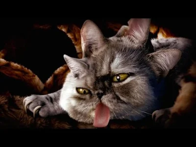 dybligliniaczek - #koty #smiesznekotki #wtf #rap