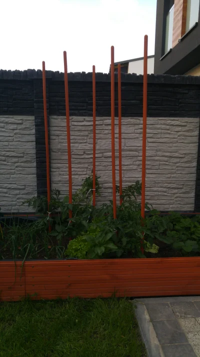 brumbrumbrum - #ogrod #chwalesie

Profesjonalne zastosowanie kija od miotły w ogrodzi...