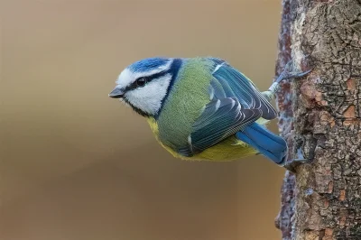 angelosodano - Modraszka zwyczajna, sikora modra (Cyanistes caeruleus)_
#vaticanoucc...