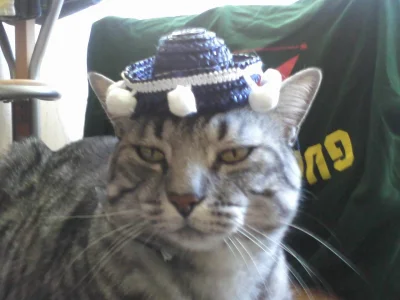 Oszaty - #sombrero #sombrerocats #koty #niebylo