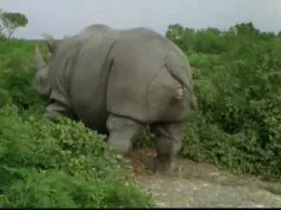 ChinskiAgrest - A wiecie jakie dźwięki wydaje rodzący się nosorożec?