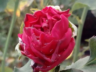 laaalaaa - Róża 85/100
SPOILER
#mojeroze #ogrodnictwo #chwalesie #mojezdjecie
